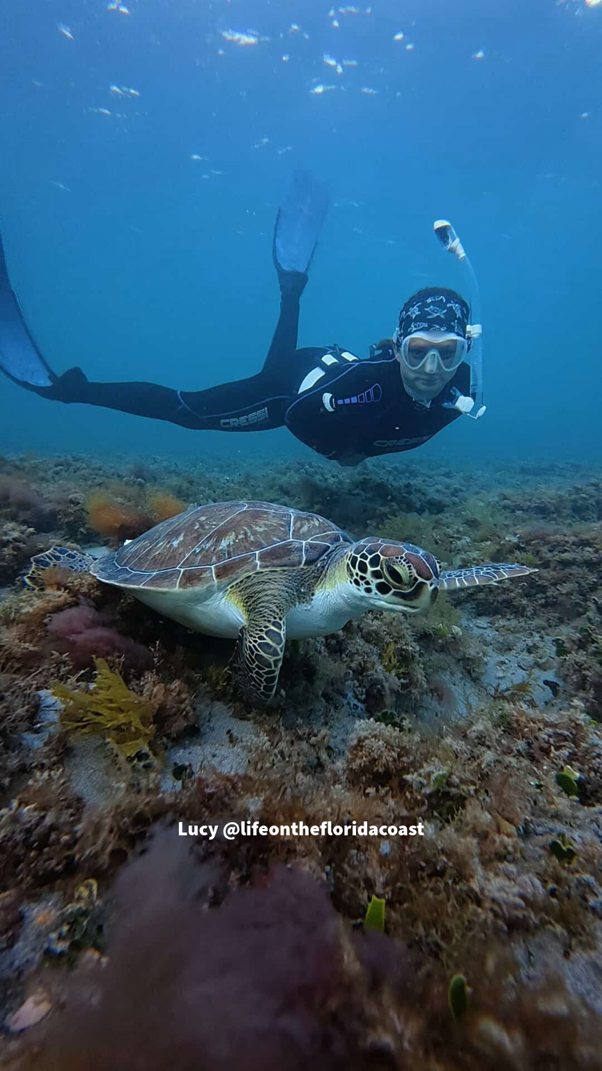 Black Sea Turtle Dive Headband